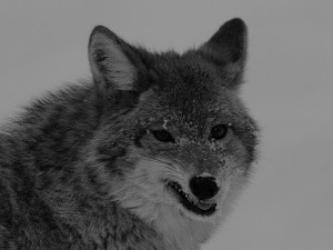 "Northern Coyote 7255", Jean-Guy Dallaire, Creative Commons License